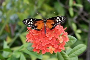 The Butterfly Garden on St. Maarten
